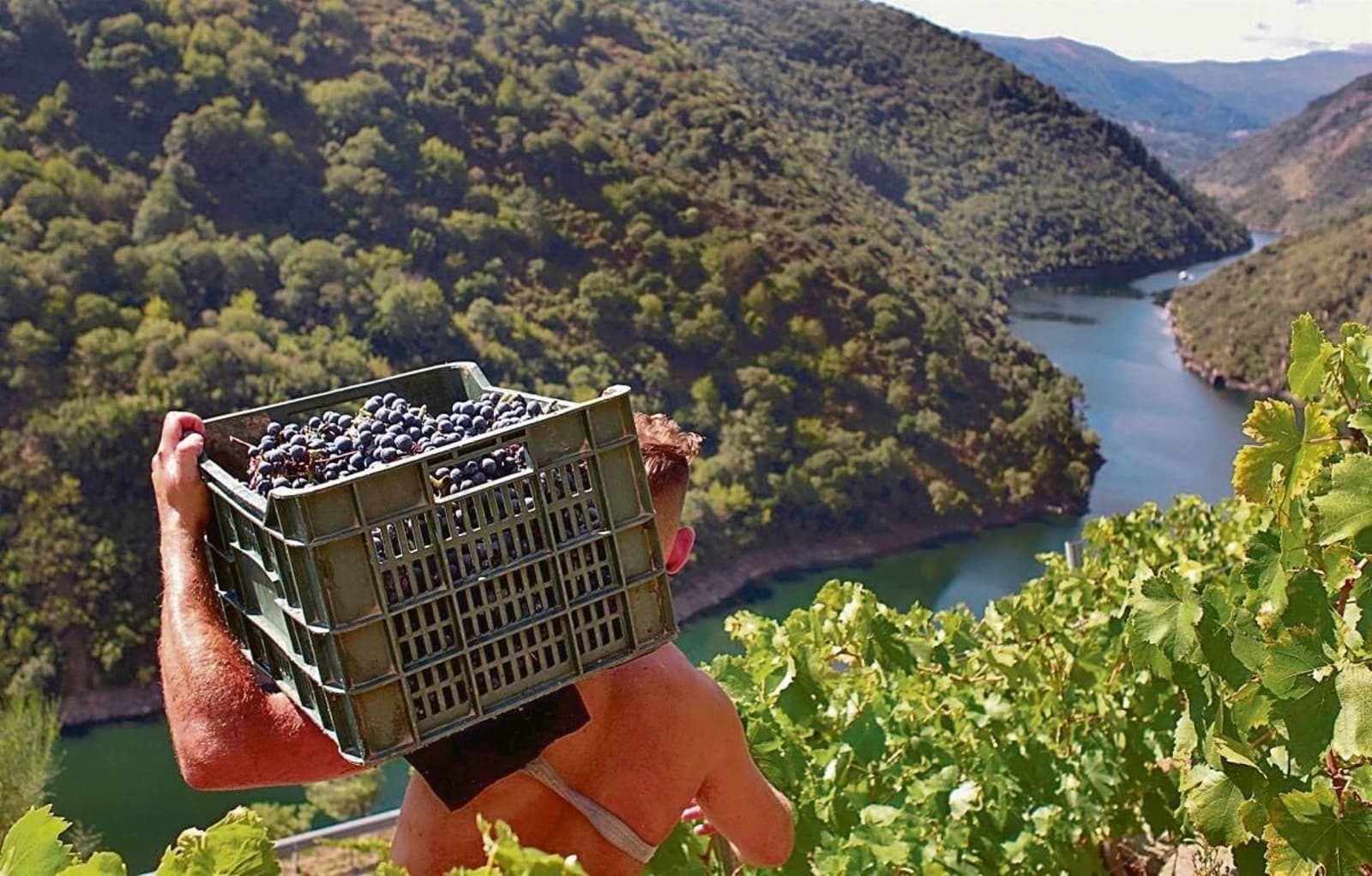 Vendimia en la Ribeira Sacra, experiencia enológica